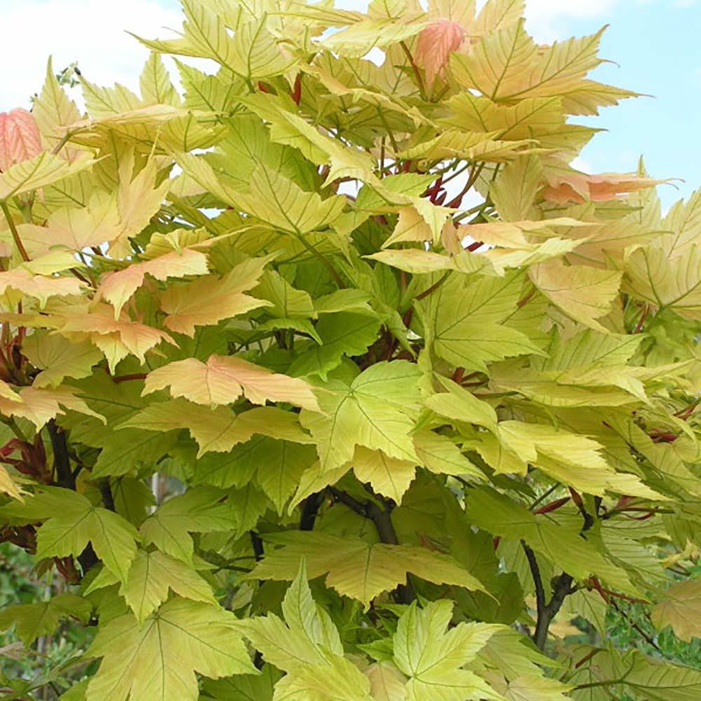 Artar Paltin de Munte Prinz Handjery, cu frunzis auriu-bronz, colorit de toamna