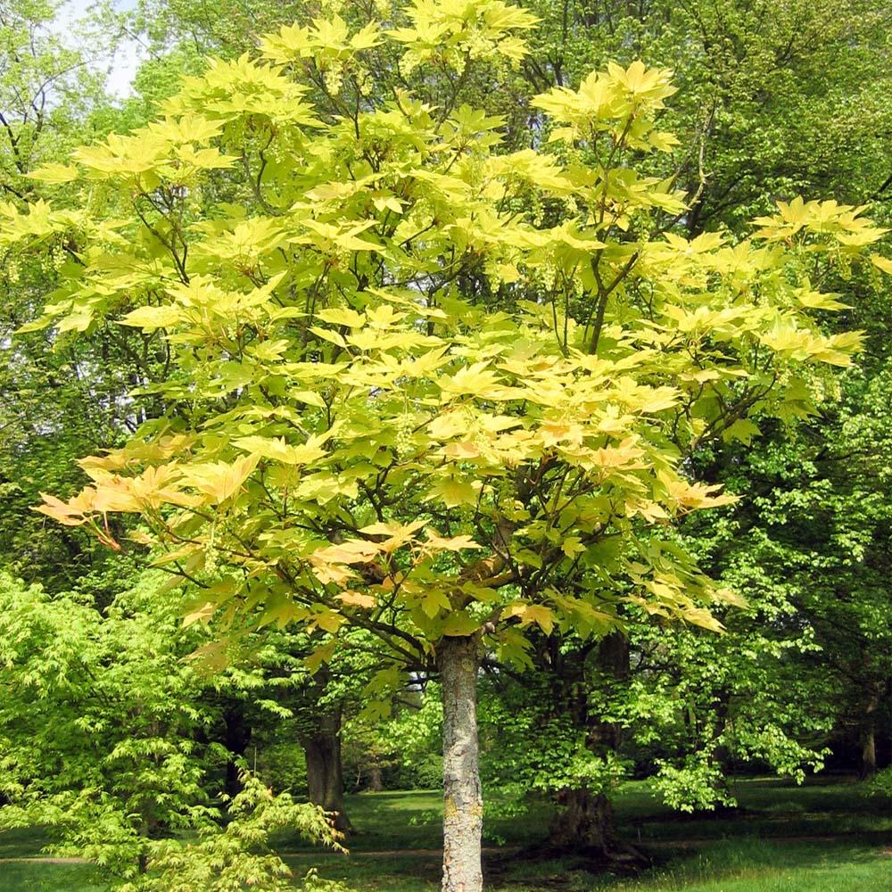 Artar Paltin de Munte Prinz Handjery, cu frunzis auriu-bronz, colorit de toamna