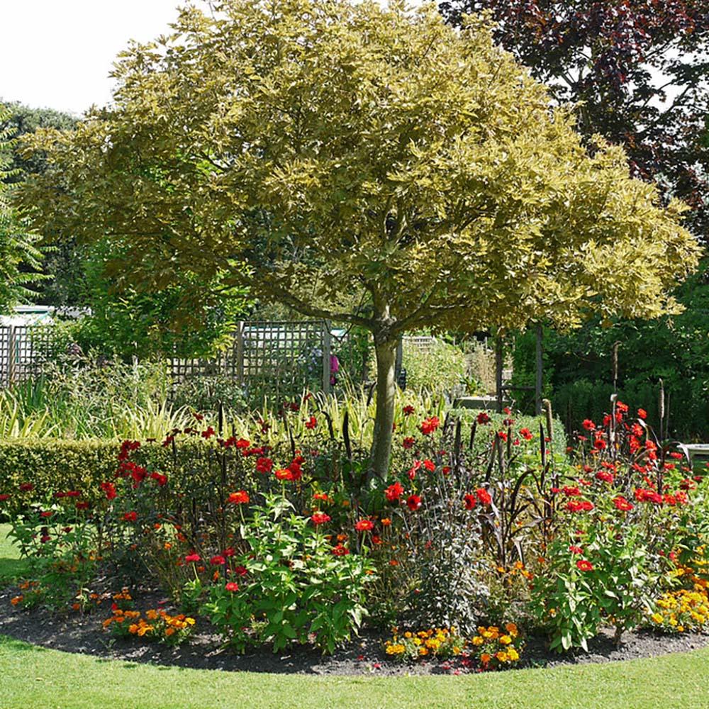 Artar Paltin de Munte Prinz Handjery, cu frunzis auriu-bronz, colorit de toamna