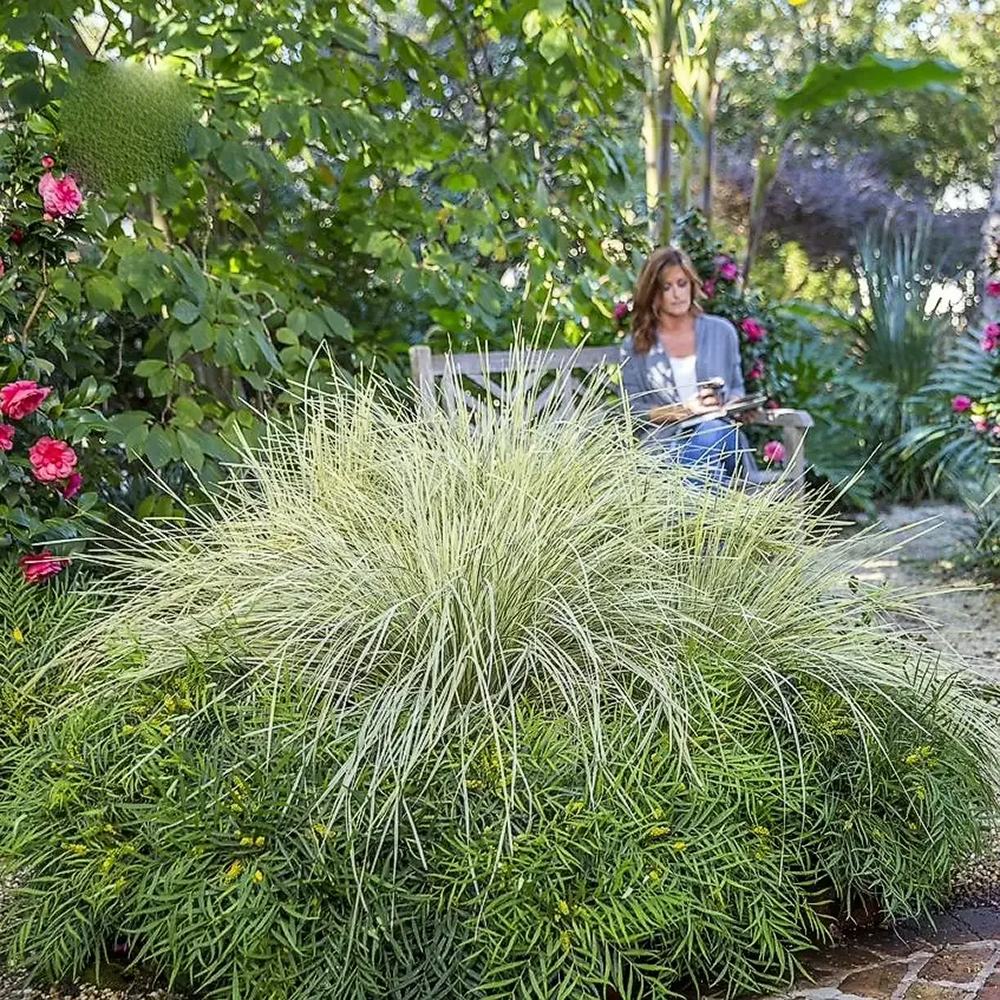 Iarba Ornamentala Rogoz White Sands, alb-argintiu