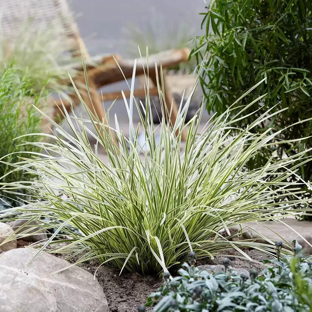 Iarba Ornamentala Rogoz White Sands, alb-argintiu