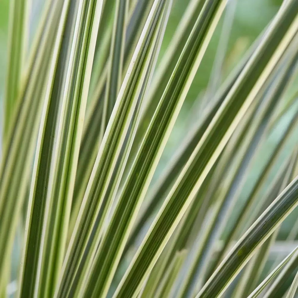 Iarba Ornamentala Rogoz White Sands, alb-argintiu