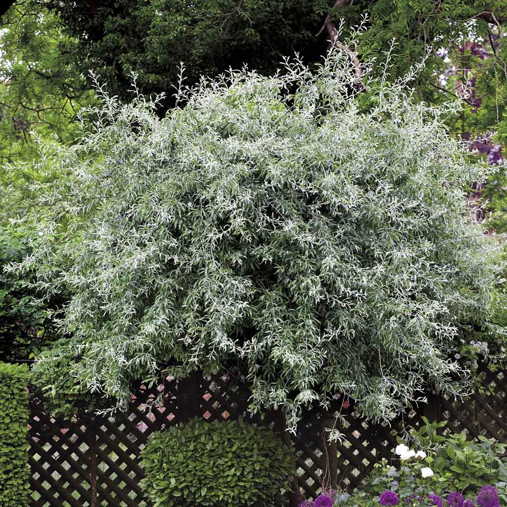 Par Ornamental argintiu (Pyrus Salicifolia Pendula)