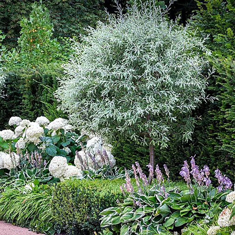 Par Ornamental argintiu (Pyrus Salicifolia Pendula)