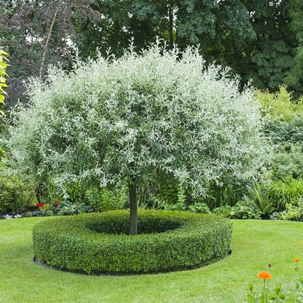 Par Ornamental argintiu (Pyrus Salicifolia Pendula)