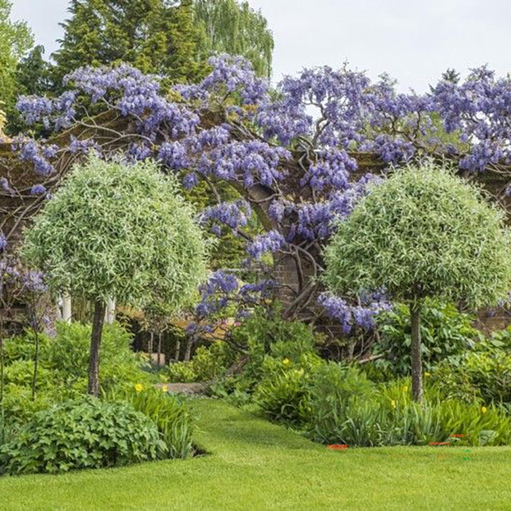 Par Ornamental argintiu (Pyrus Salicifolia Pendula)