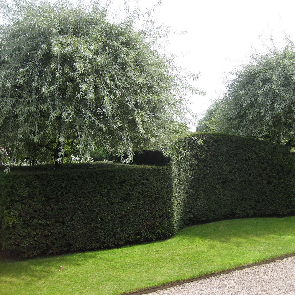 Par Ornamental argintiu (Pyrus Salicifolia Pendula)