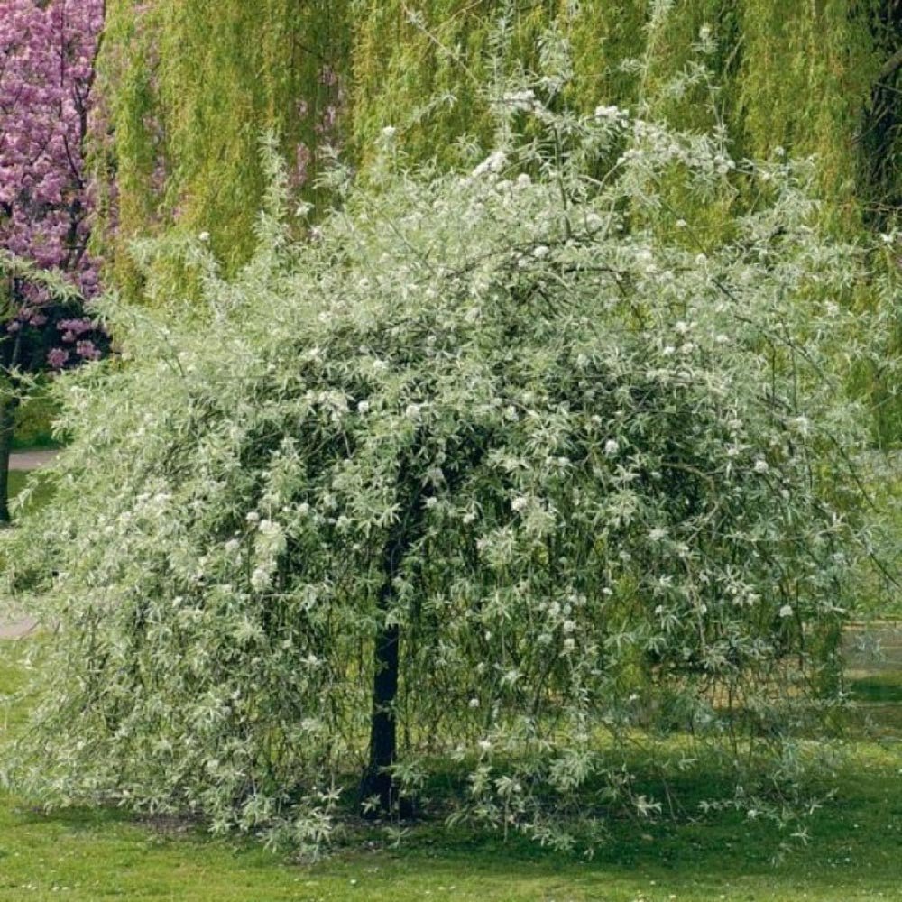 Par Ornamental argintiu (Pyrus Salicifolia Pendula)