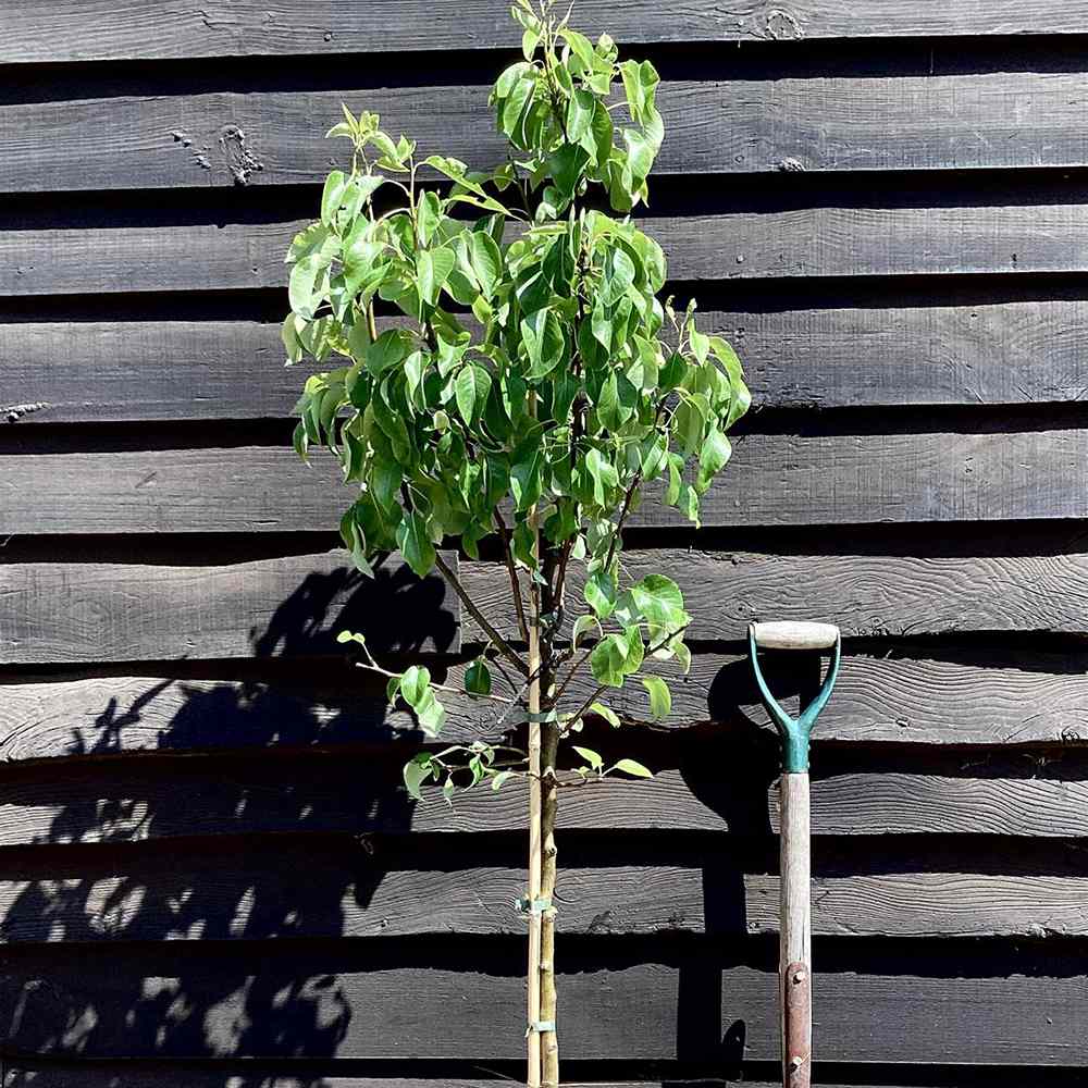 Par (Pyrus Communis) Comice, cu fructe dulci rafinat