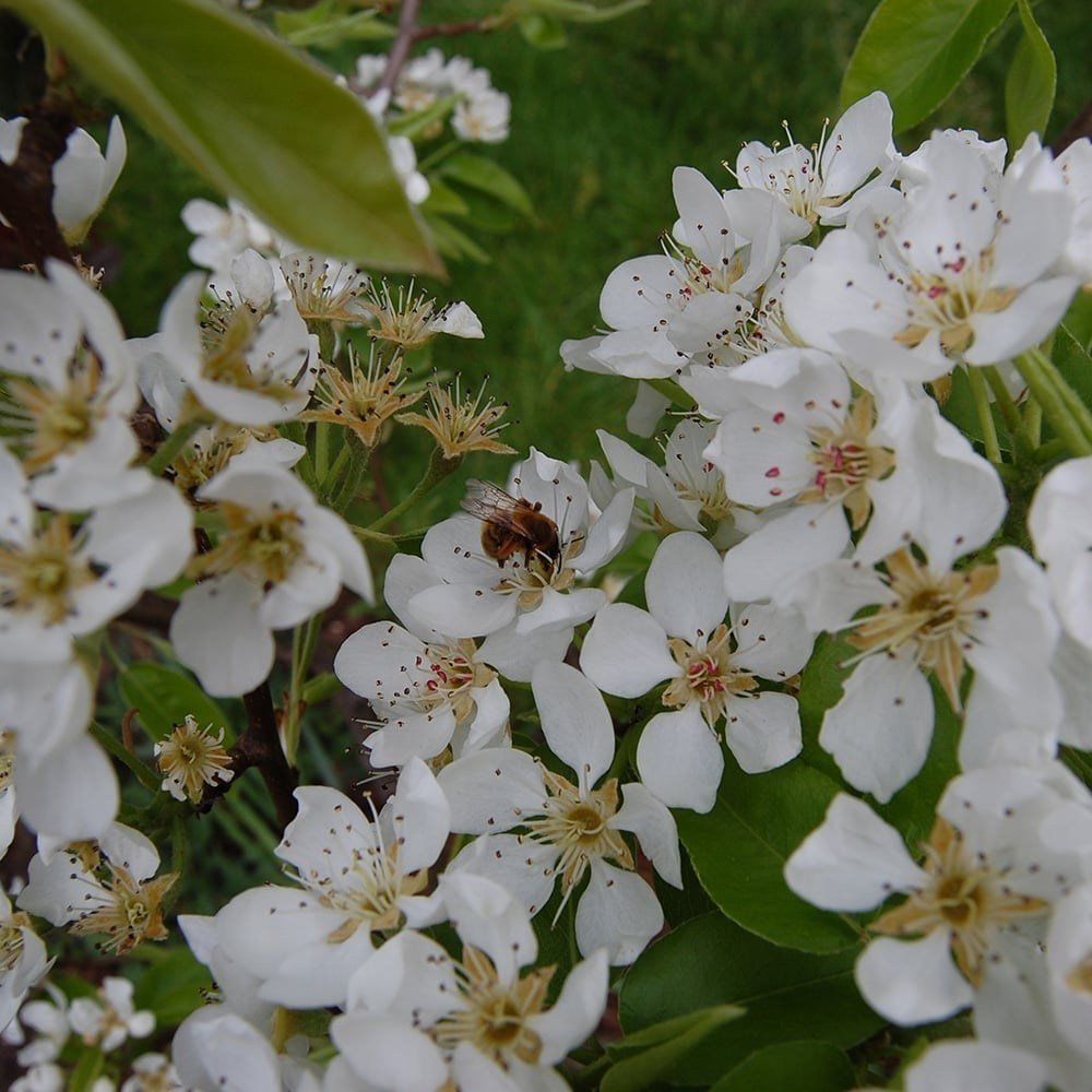 Par (Pyrus Communis) Comice, cu fructe dulci rafinat