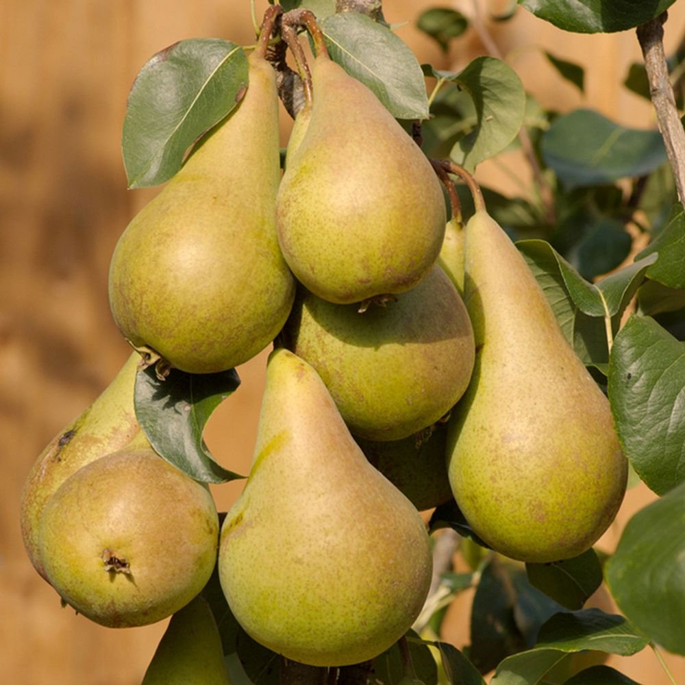 Par (Pyrus Communis) Concorde, cu fructe dulci-acidulat