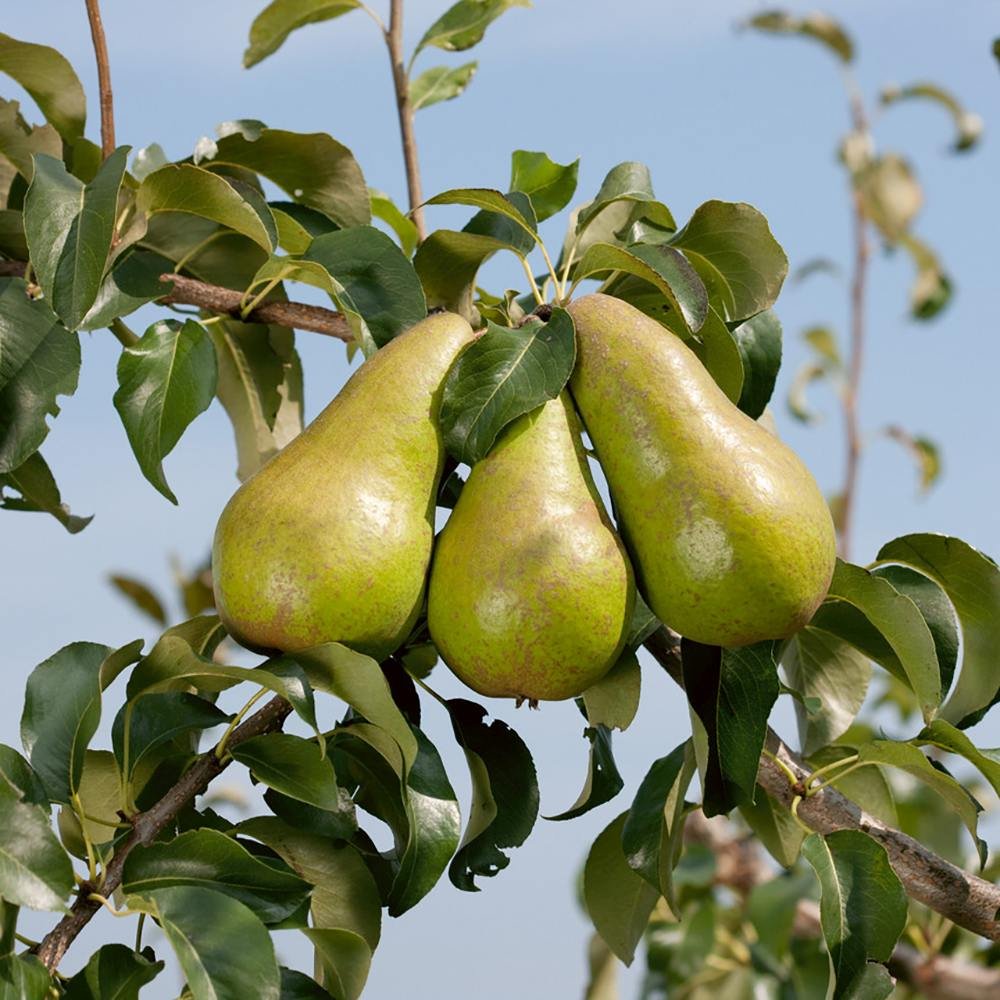 Par (Pyrus Communis) Concorde, cu fructe dulci-acidulat