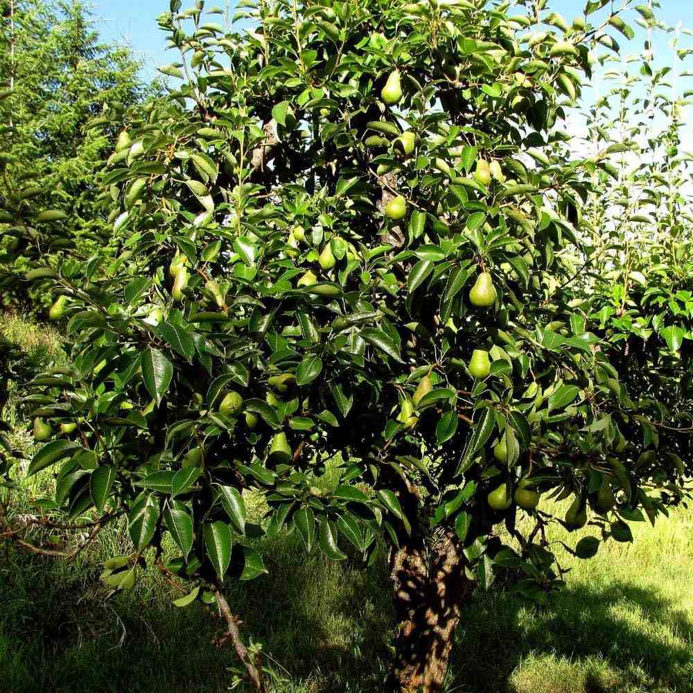 Par (Pyrus Communis) Williams, cu fructe dulci