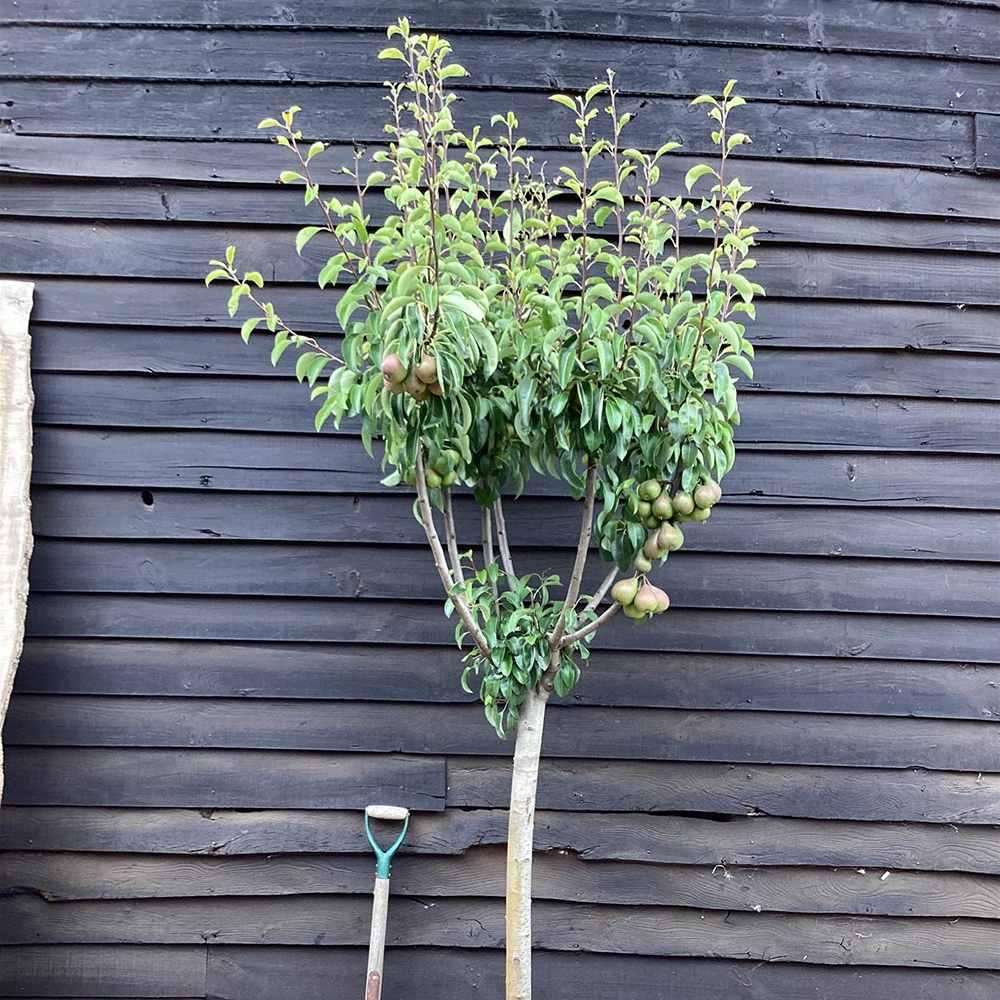 Par (Pyrus Communis) Williams, cu fructe dulci