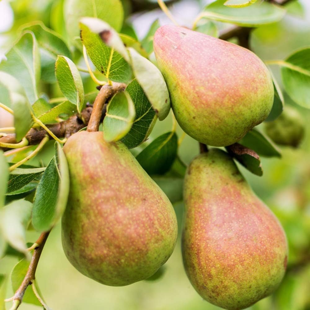 Par (Pyrus Communis) Williams, cu fructe dulci