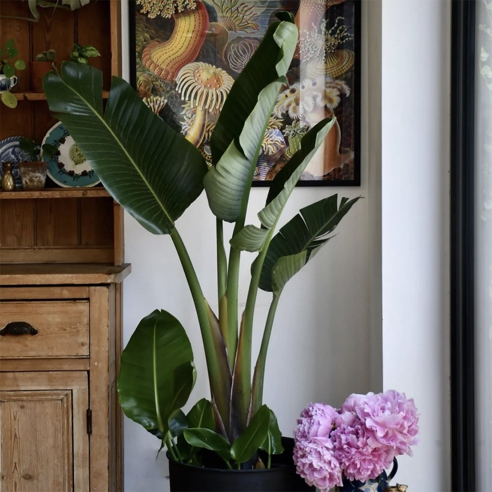 Strelitzia Nicolai (Pasarea Paradisului) - 110 cm