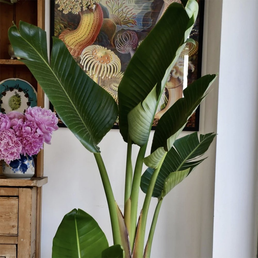 Strelitzia Nicolai (Pasarea Paradisului) - 150 cm