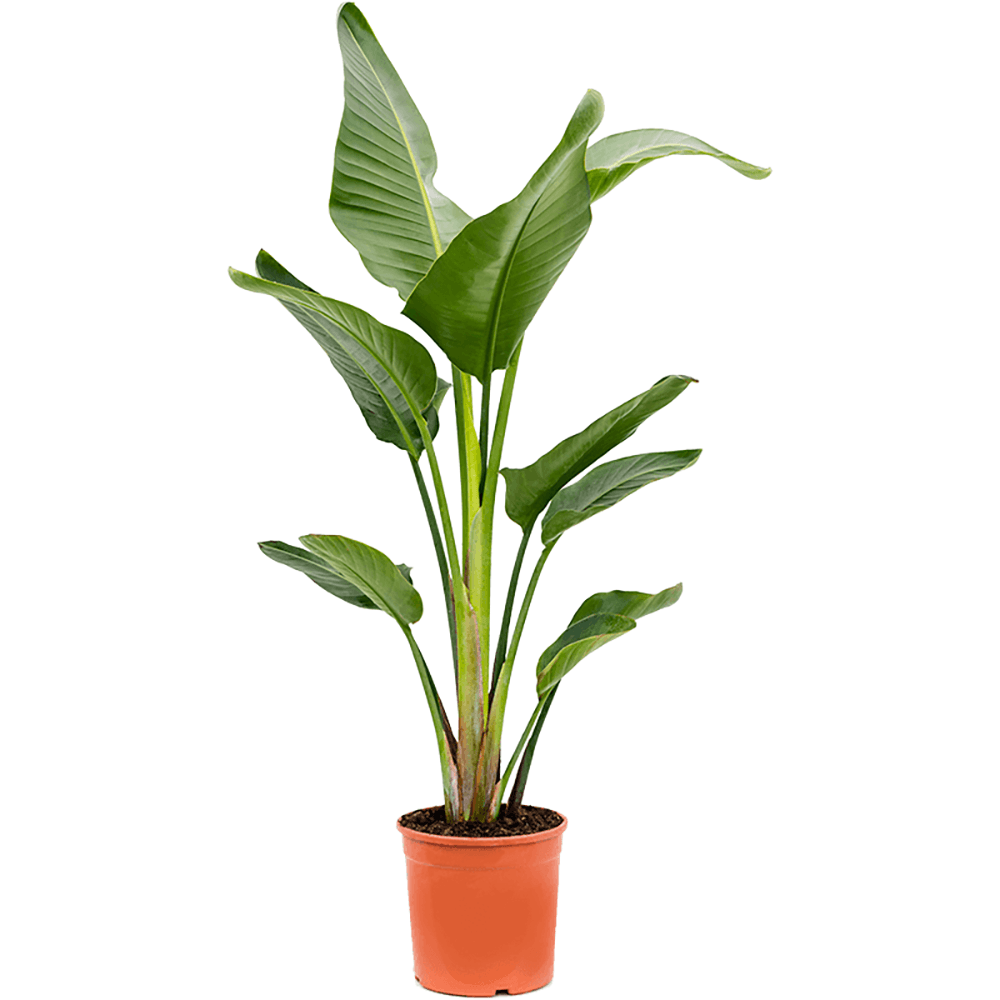 Strelitzia Nicolai (Pasarea Paradisului) - 110 cm
