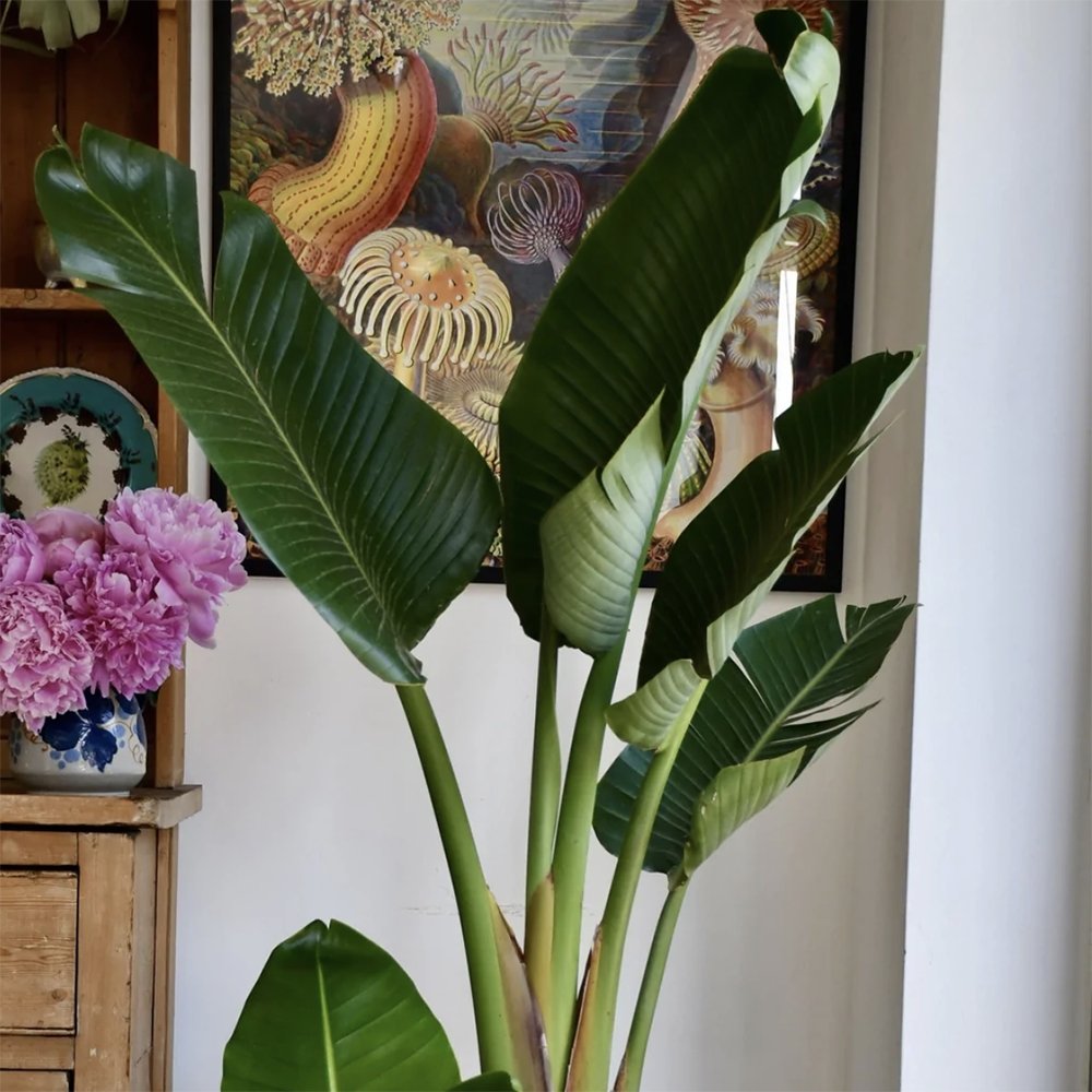 Strelitzia Nicolai (Pasarea Paradisului) - 60 cm