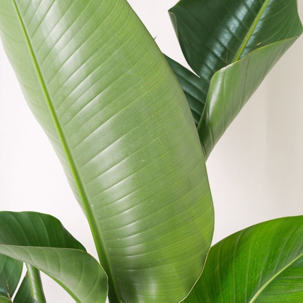 Strelitzia Nicolai (Pasarea Paradisului) - 60 cm