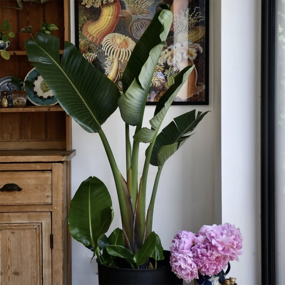 Strelitzia Nicolai (Pasarea Paradisului) - 60 cm