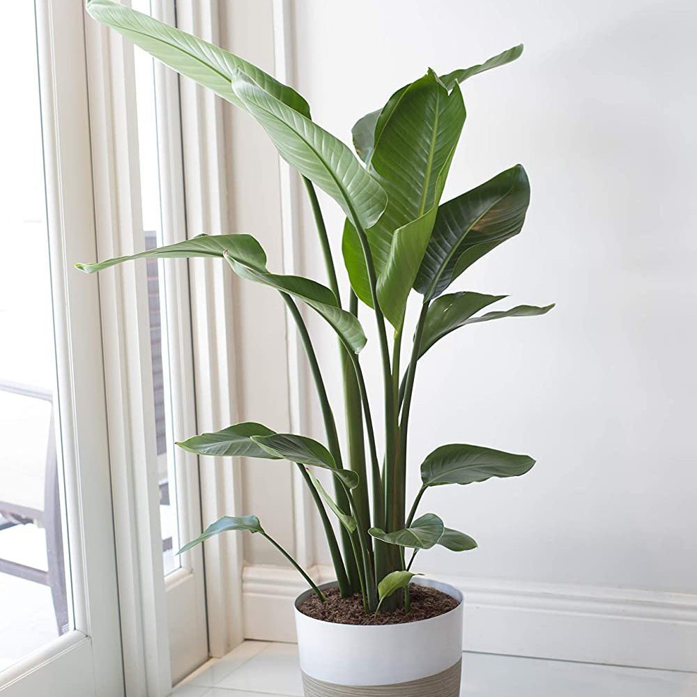 Strelitzia Nicolai (Pasarea Paradisului) - 60 cm