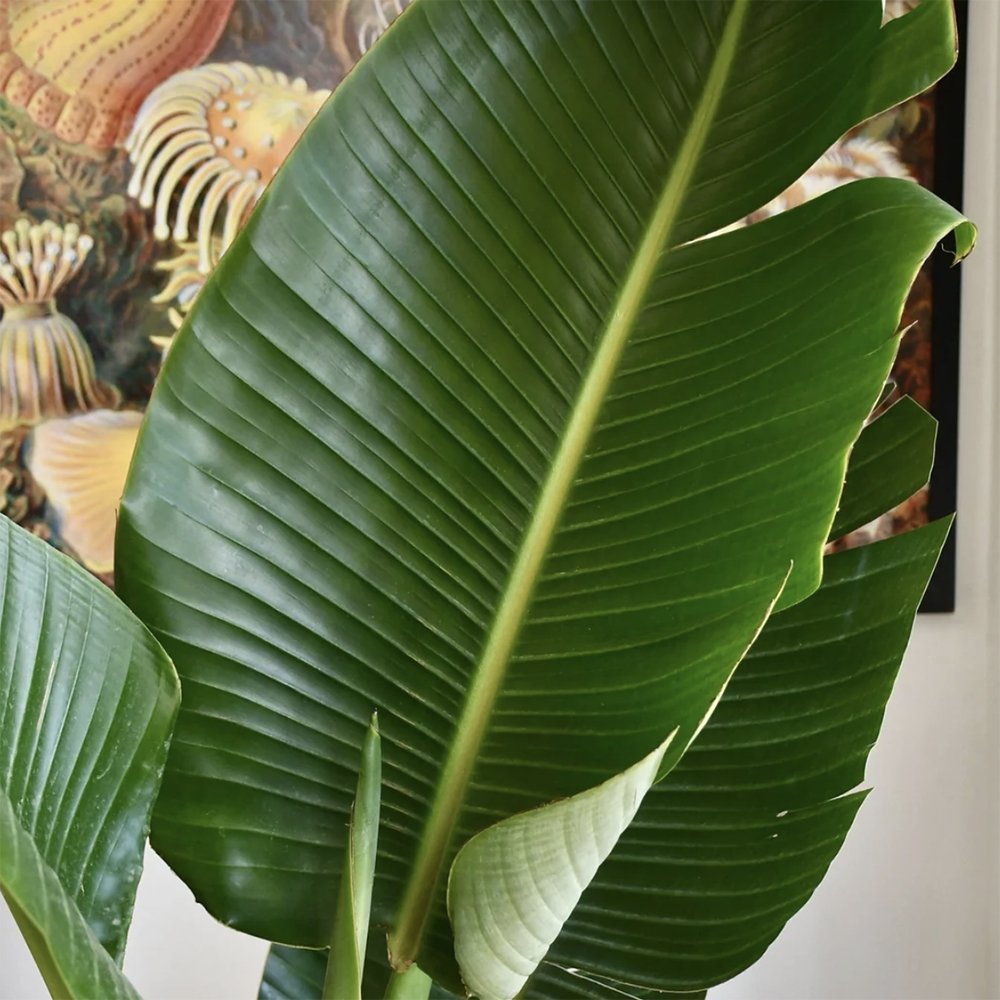 Strelitzia Nicolai (Pasarea Paradisului) - 60 cm