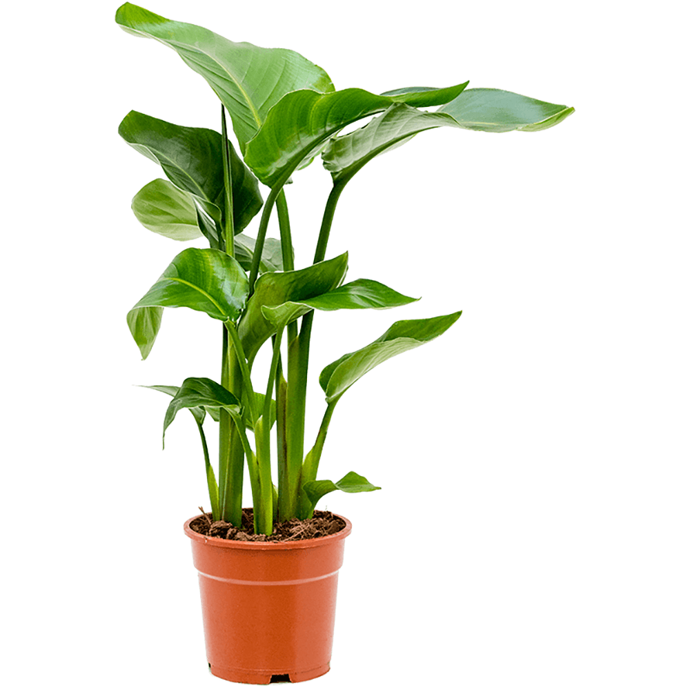 Strelitzia Nicolai (Pasarea Paradisului) - 60 cm