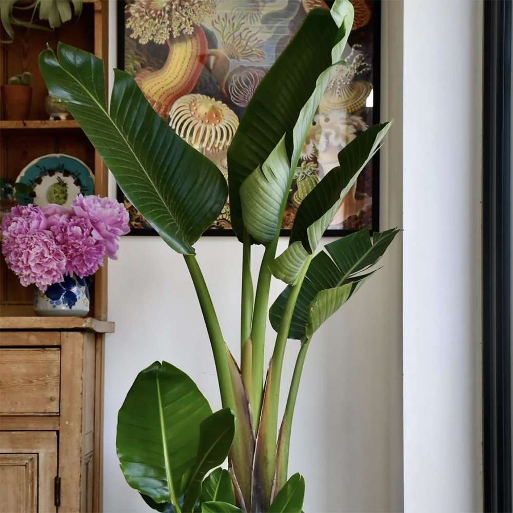 Strelitzia Nicolai (Pasarea Paradisului) - 60 cm