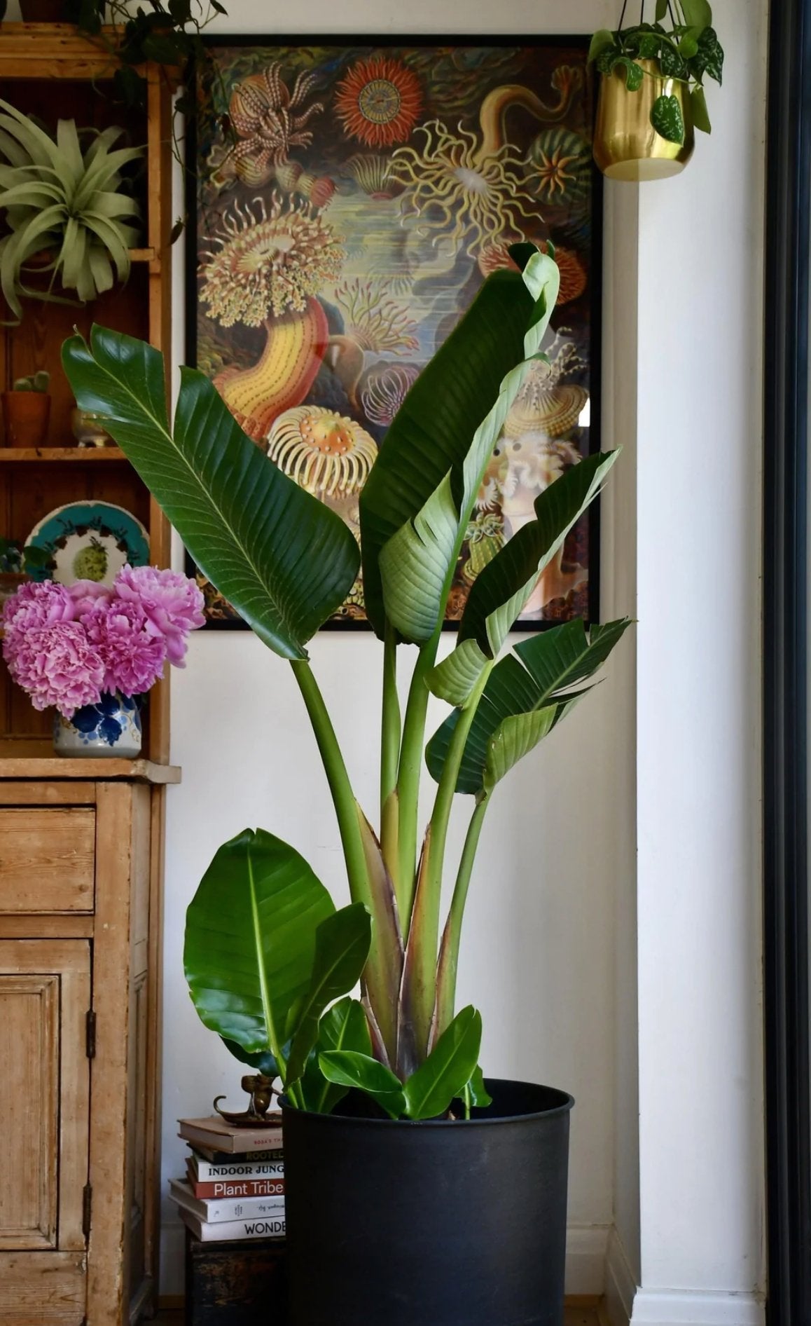 Strelitzia Nicolai (Pasarea Paradisului) - 60 cm