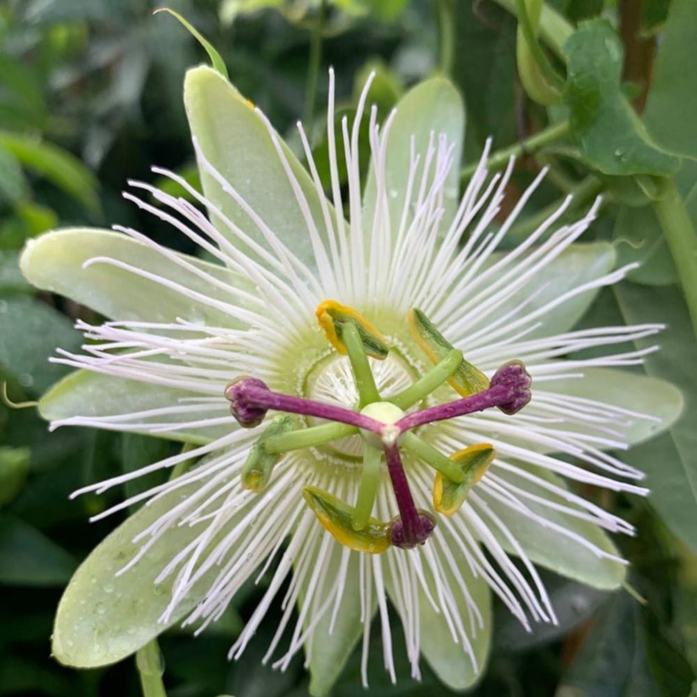 Floarea Pasiunii (Passiflora Caerulea) Constance Elliot, cu flori albe