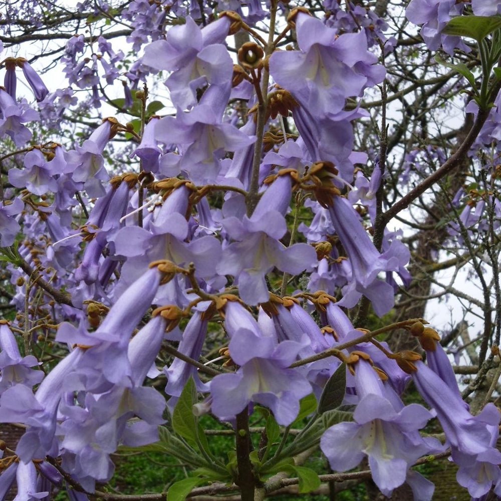 Arborele Printesei- Paulownia Tomentosa