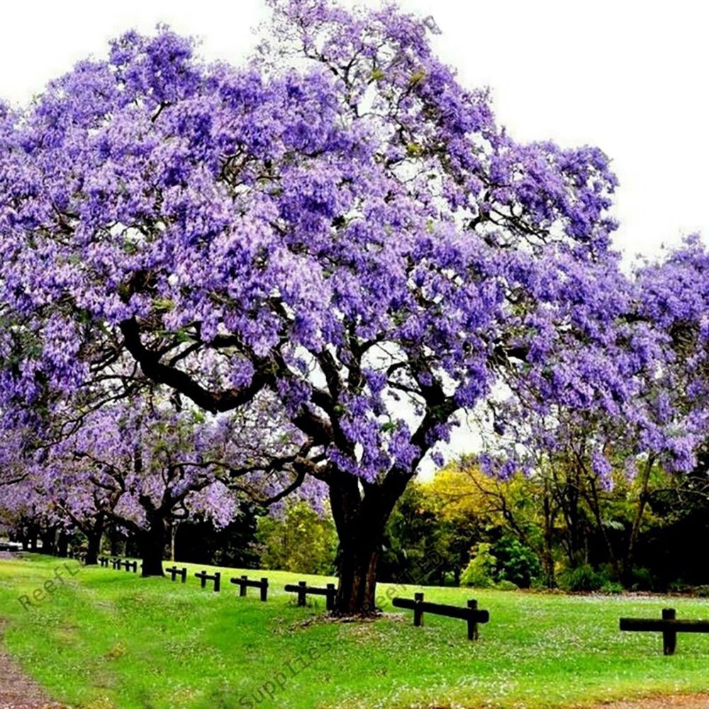 Arborele Printesei- Paulownia Tomentosa