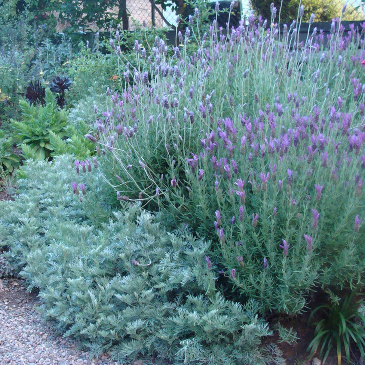 Pelinul Powis Castle