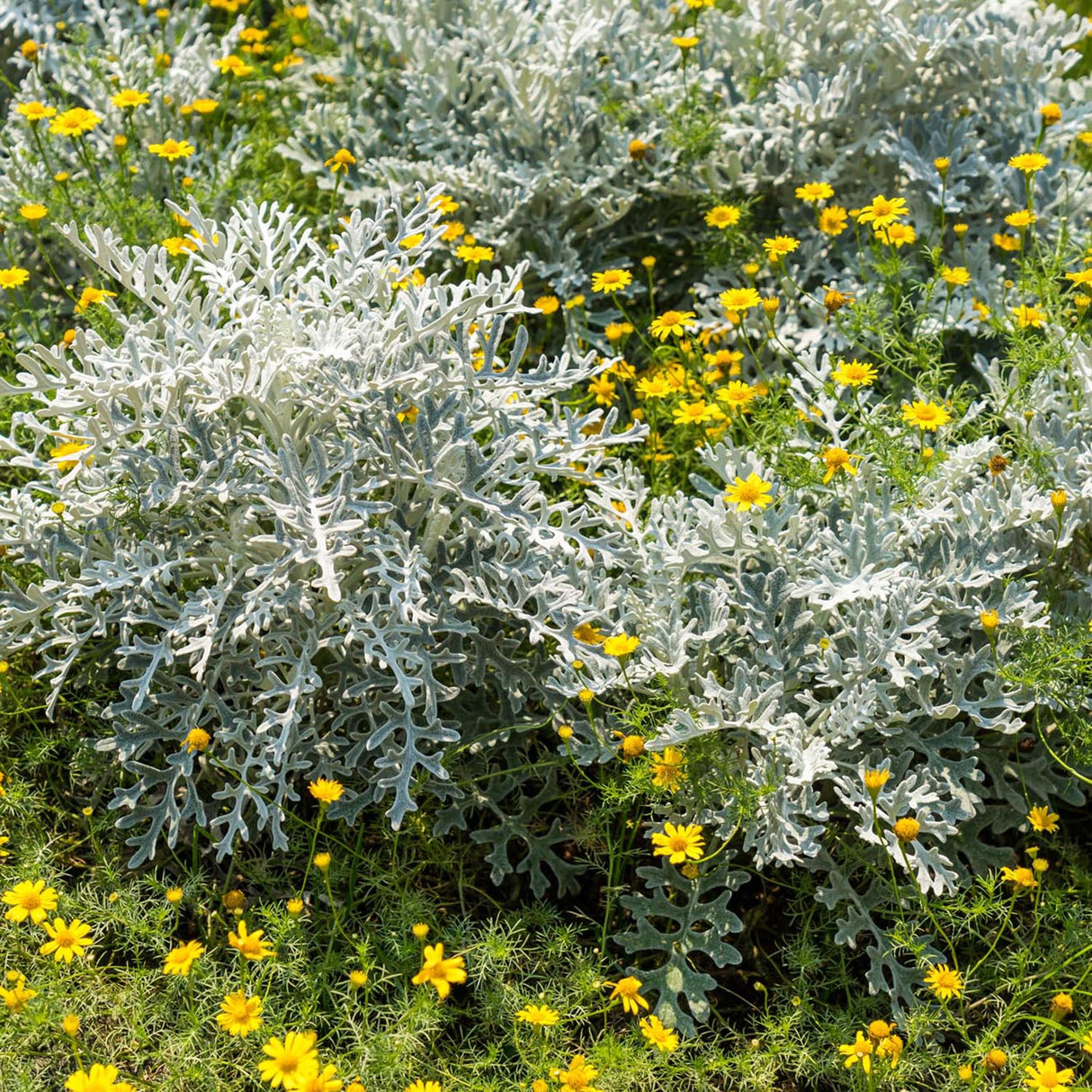 Pelinul Powis Castle