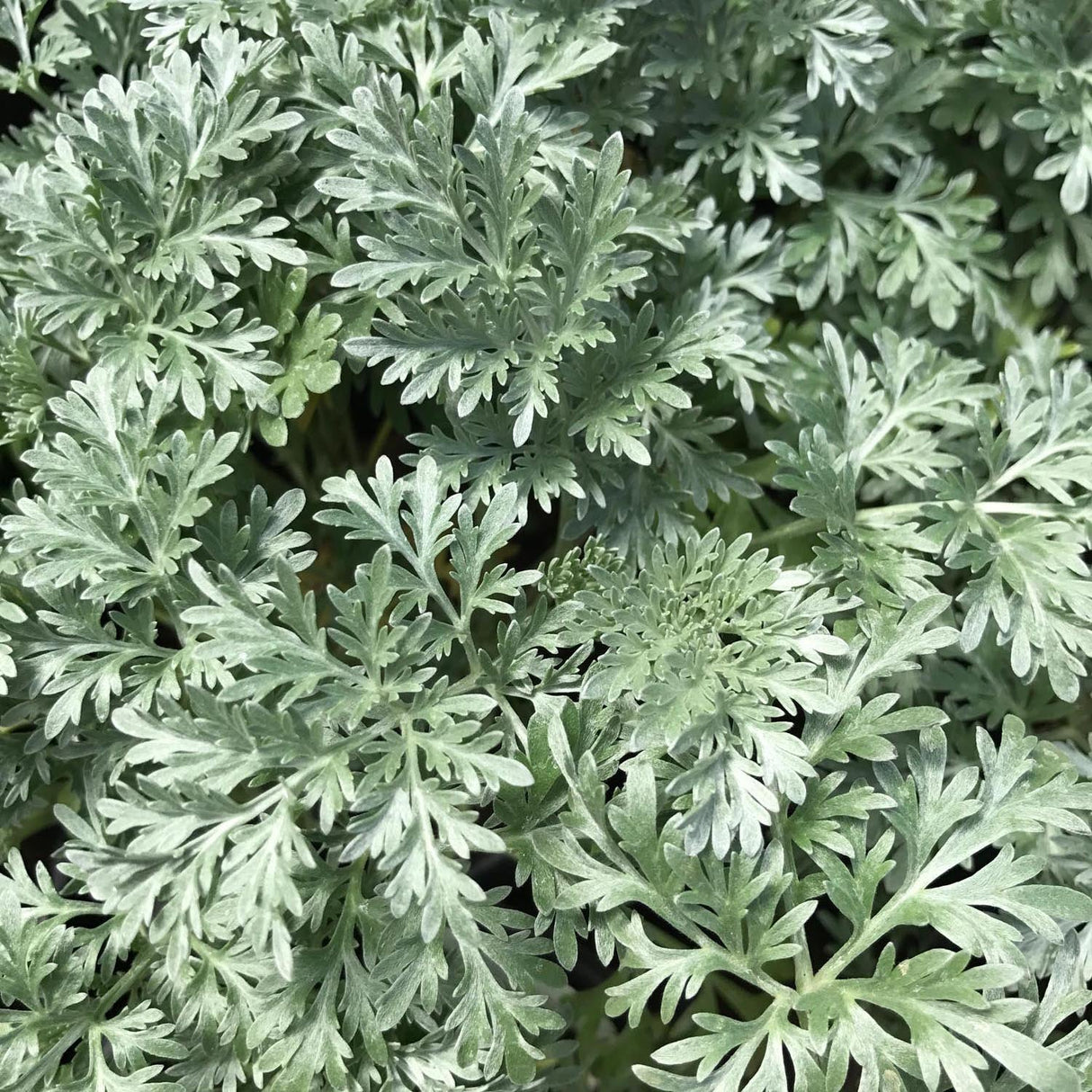 Pelinul Powis Castle