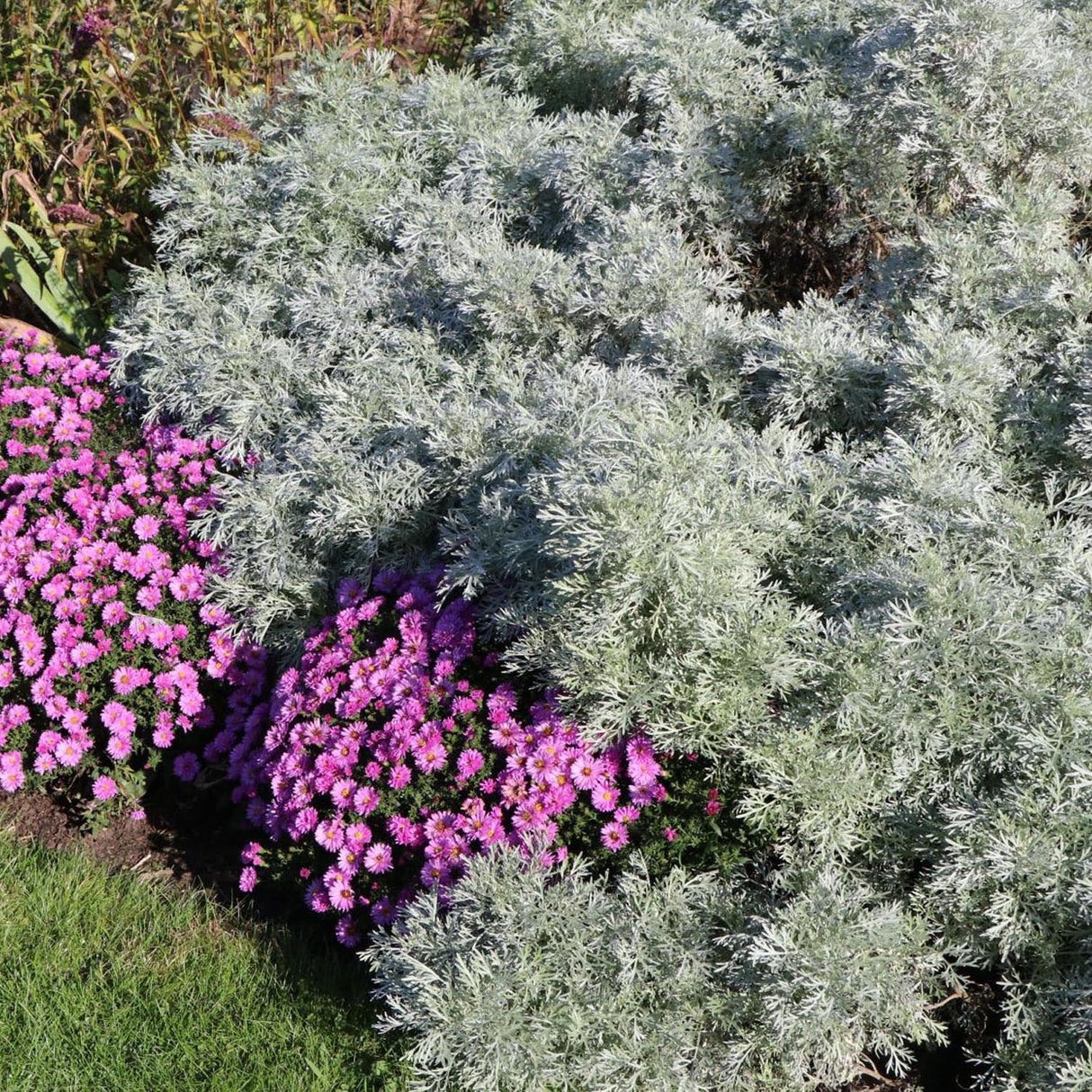 Pelinul Powis Castle