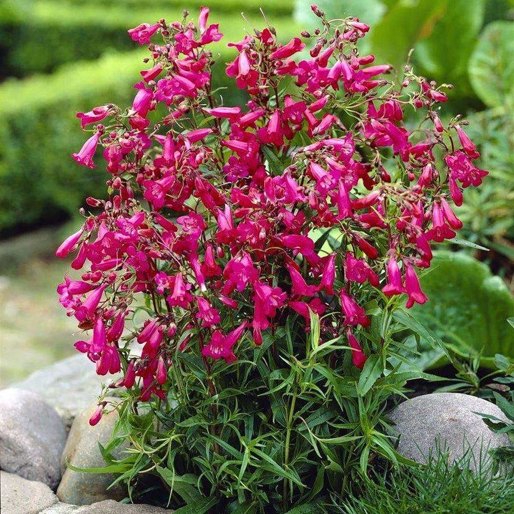 Penstemon Garnet