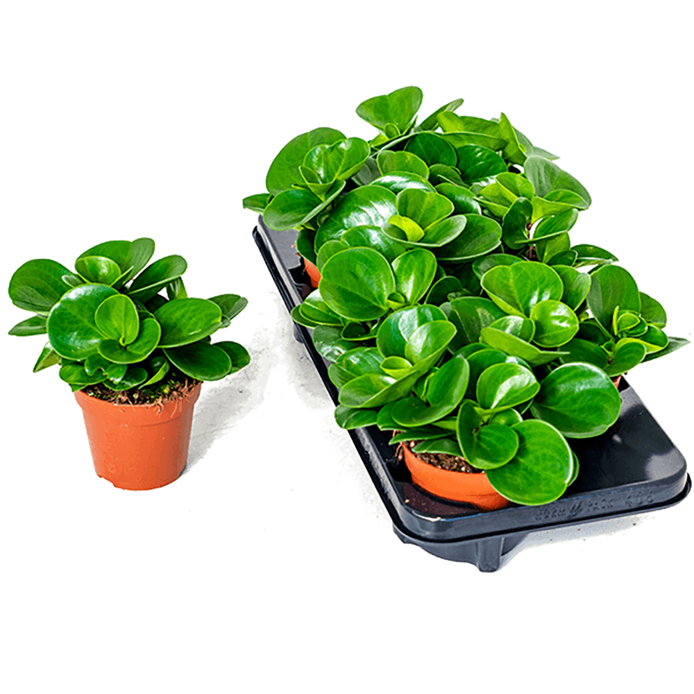 Peperomia Obtusifolia - 20 cm