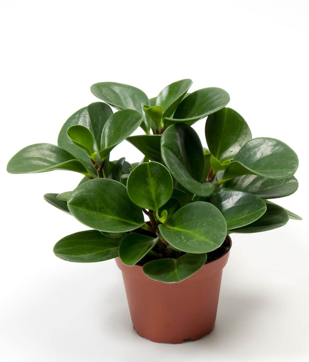 Peperomia Obtusifolia - 20 cm
