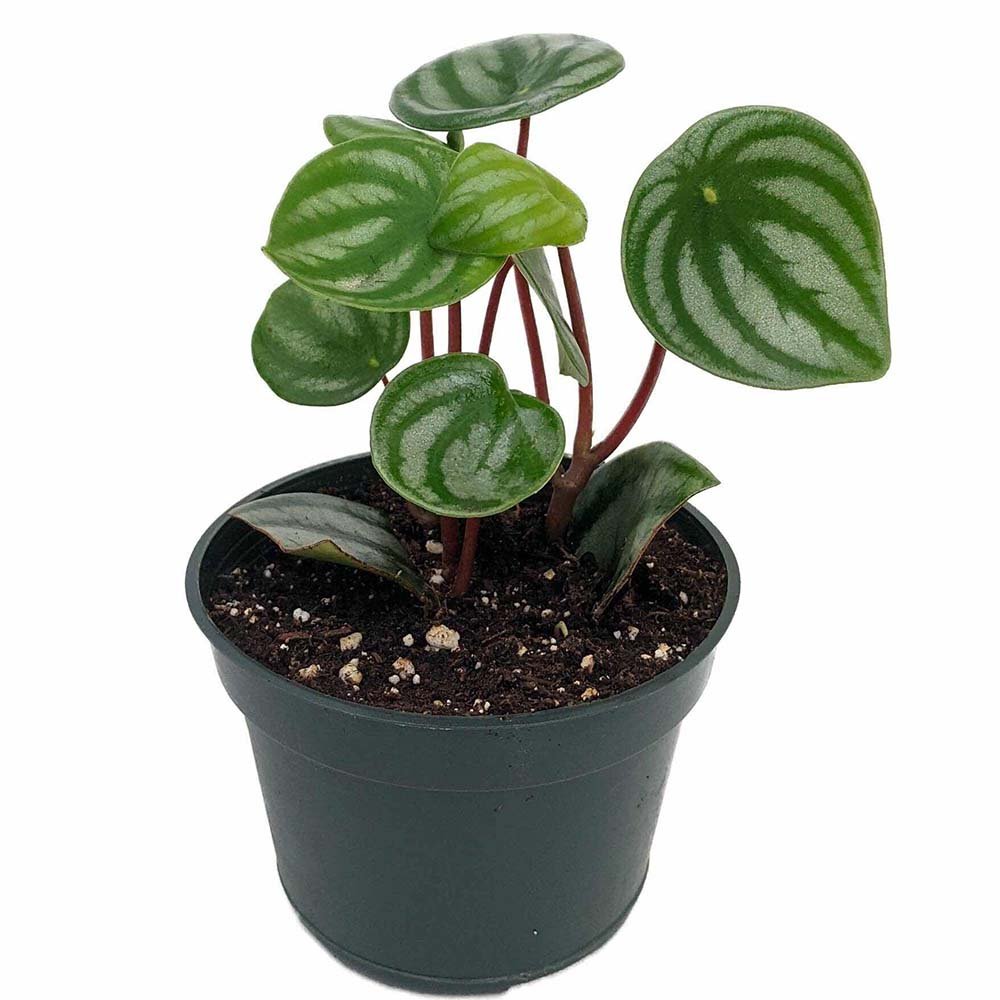 Peperomia Watermelon - 25 cm
