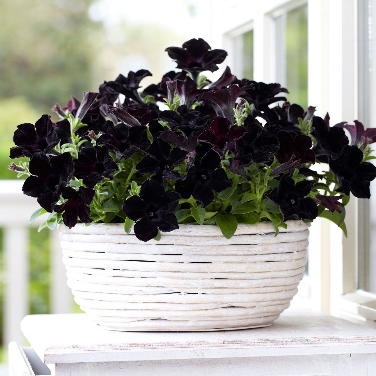 Petunia Crazytunia Black Mamba