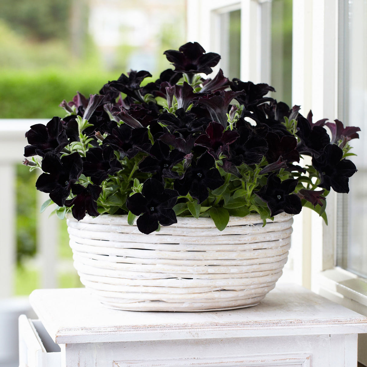 Petunia Crazytunia Black Mamba