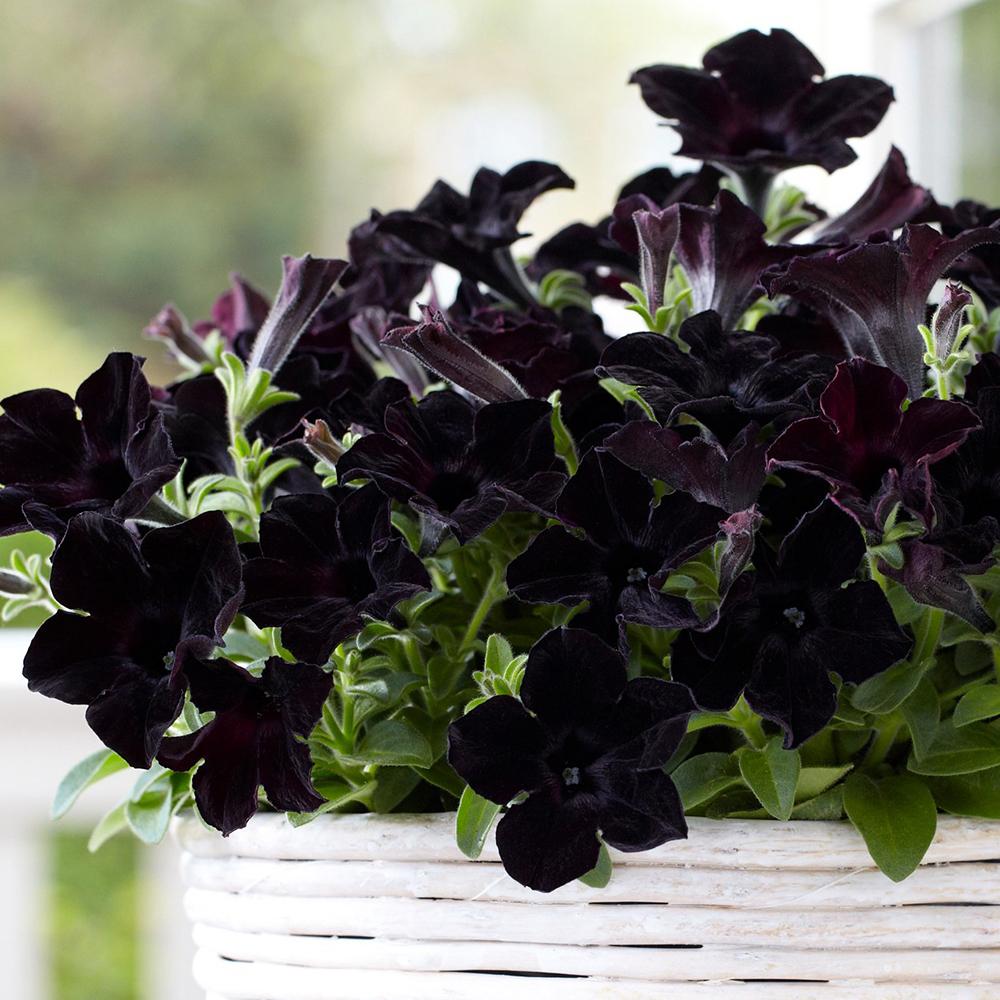 Petunia Crazytunia Black Mamba