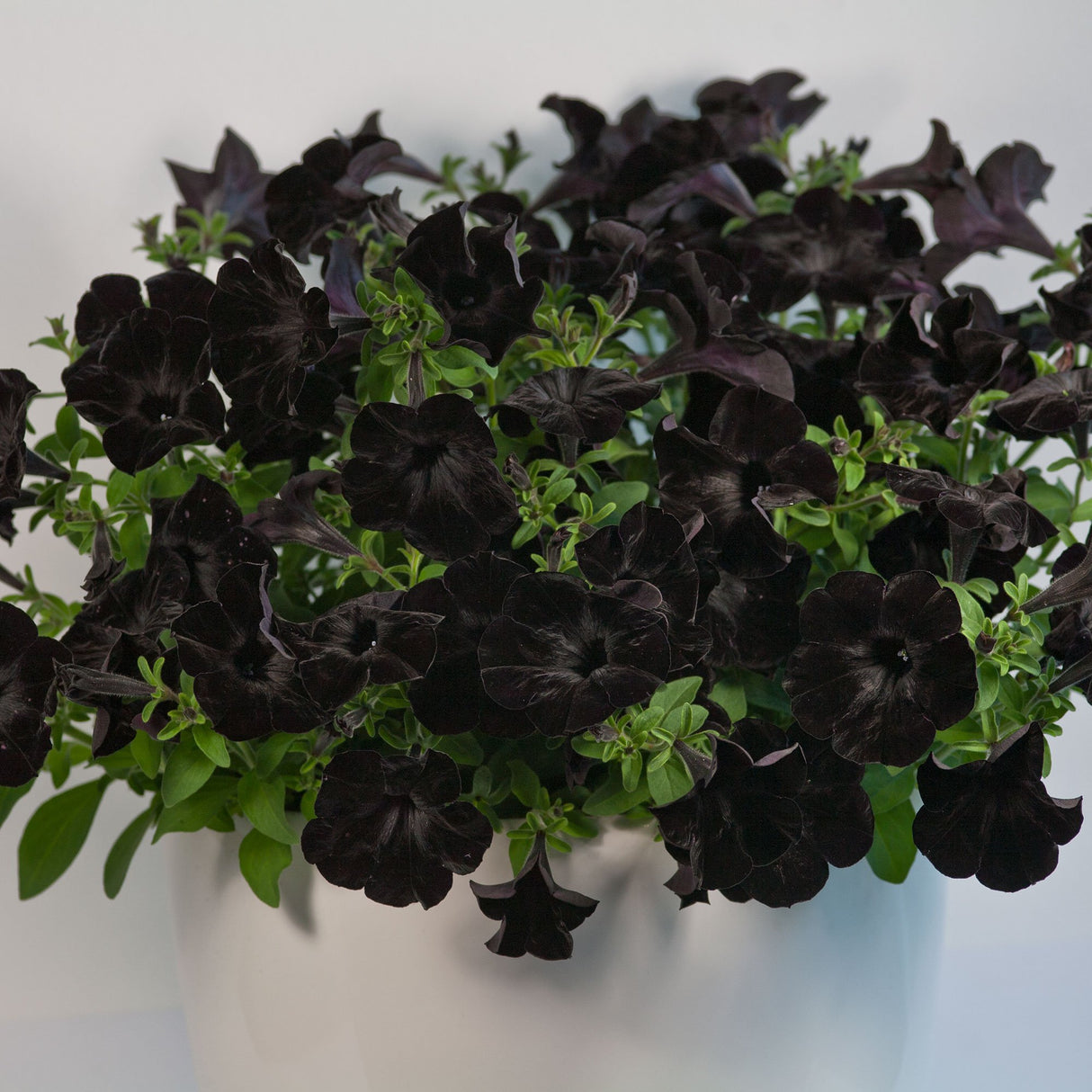Petunia Crazytunia Black Mamba