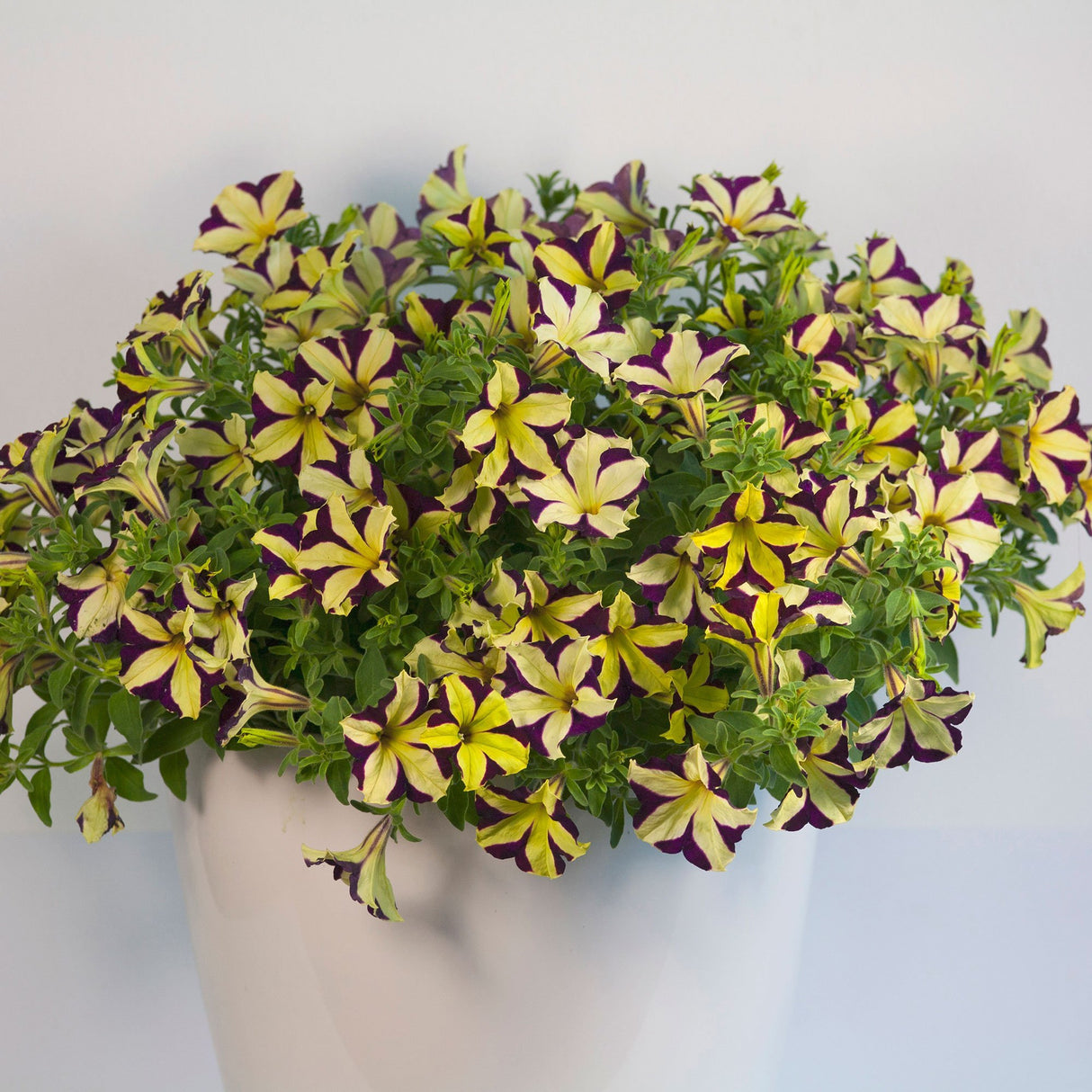 Petunia Crazytunia Knight Rider