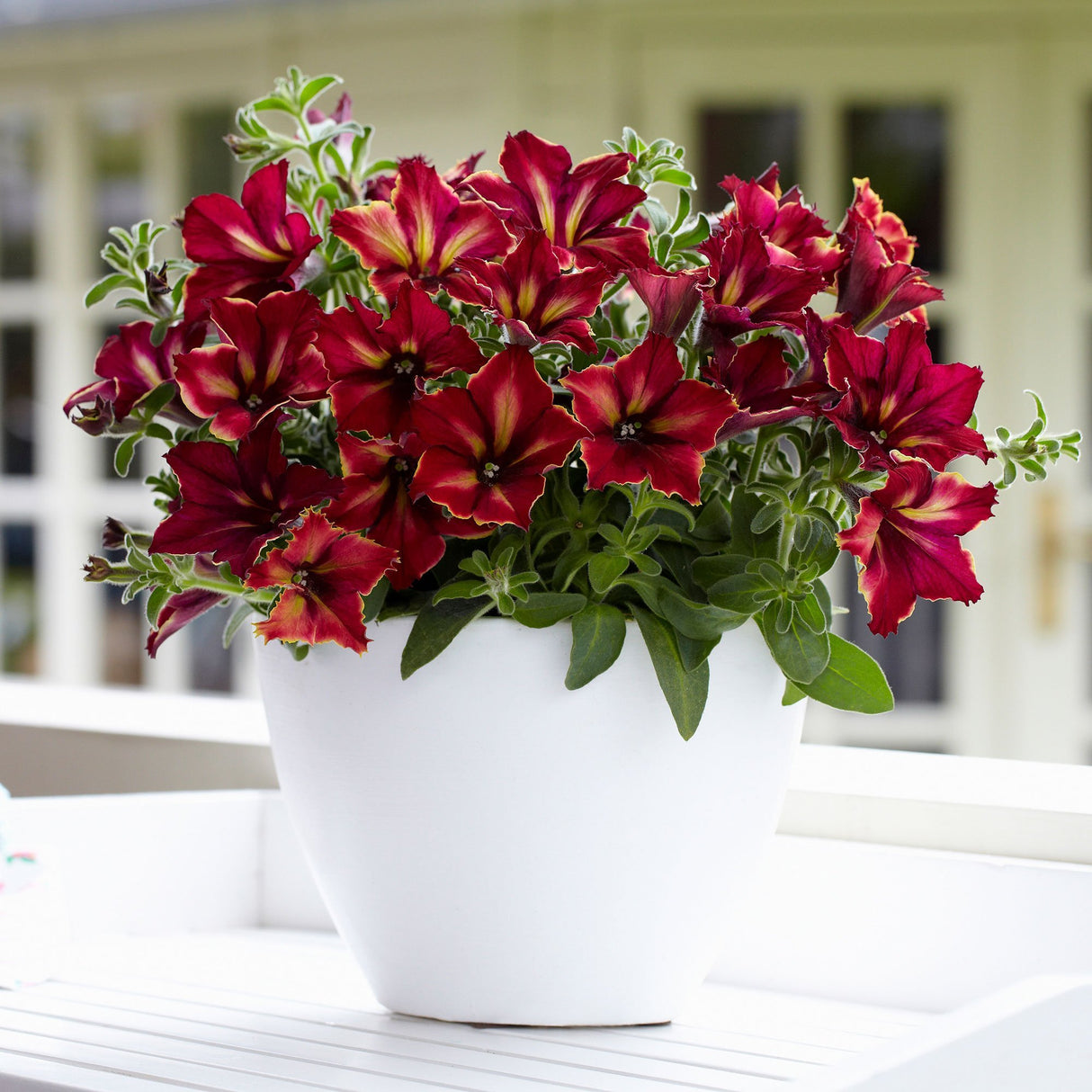 Petunia Crazytunia Mandeville