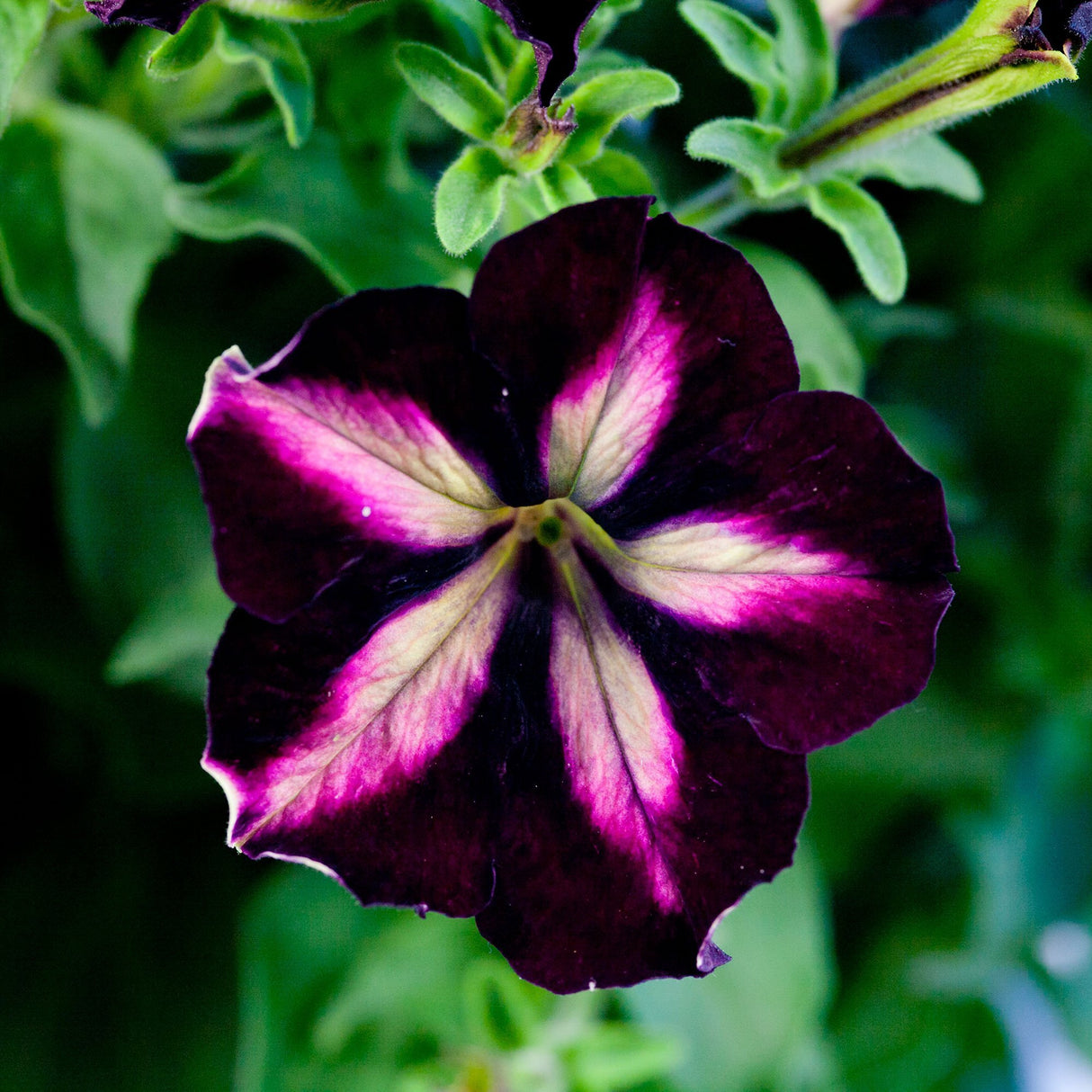 Petunia Crazytunia Pulse