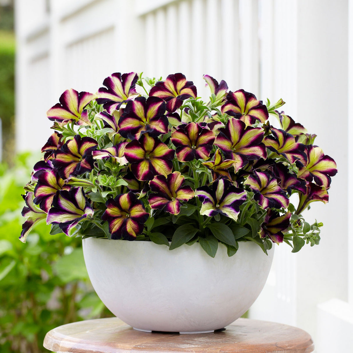 Petunia Crazytunia Pulse