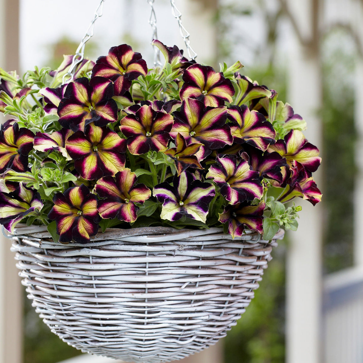 Petunia Crazytunia Pulse